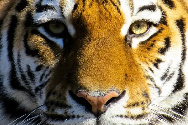 Frontalansicht eines Tigers